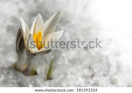 Snowdrops crocus. First spring flowers isolated on white