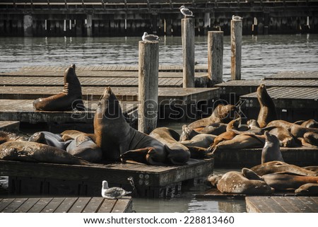 Genuine Wild California sea lions lounge in the sun on docks in the harbor of Pier 39 in San Francisco California.