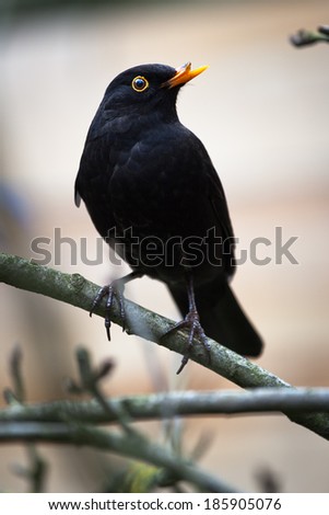 Common Blackbird with a broken beak