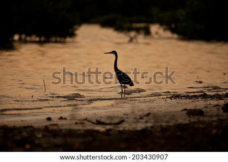 shadow of an egret in the sunset, Sine Saloum delta, Senegal
