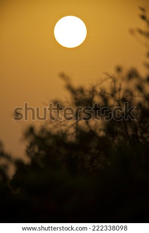 Silhouette of tree in the sunset, Sine Saloum, Senegal