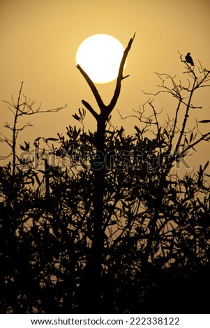 Silhouette of tree in the sunset, Sine Saloum, Senegal, soft focus