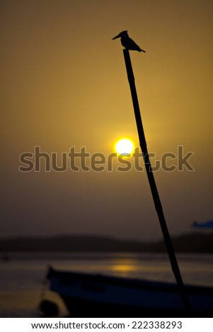 Silhouette of a kingfisher perched on a stick in the sunset, Sine Saloum, Senegal