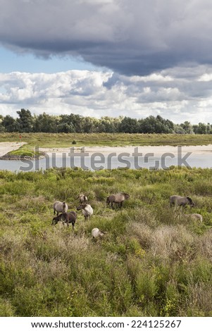 Horses grazing by the Rhine River, The Netherlands