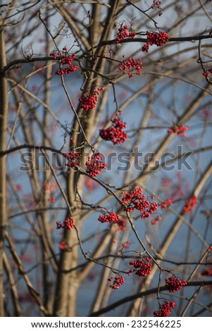 Red Elderberry tree without leaves