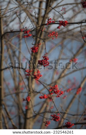 Red Elderberry tree without leaves