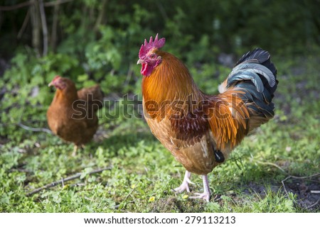 Rooster cock and hen on green field at organic farm