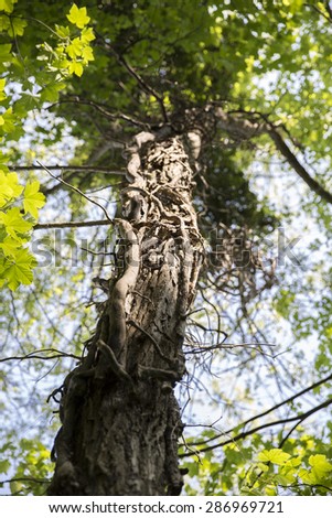 An isolated cutout of an upward image of a tall, aged and weathered tree with gree foliage