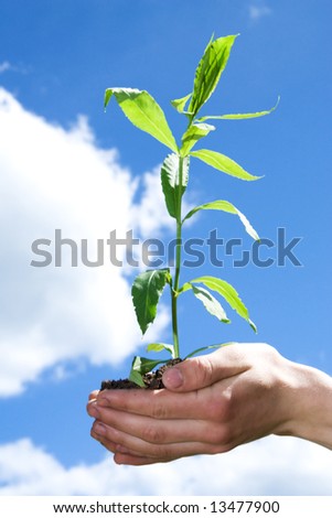 Hands and plant on a background of the blue sky