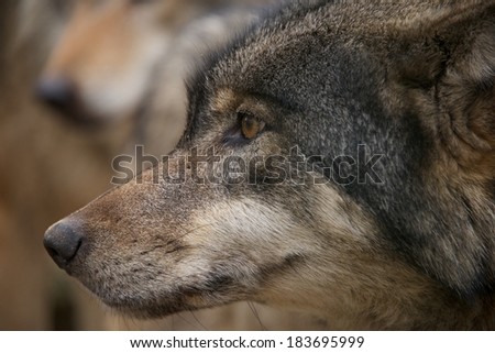 Close-up of a wolf head in profile