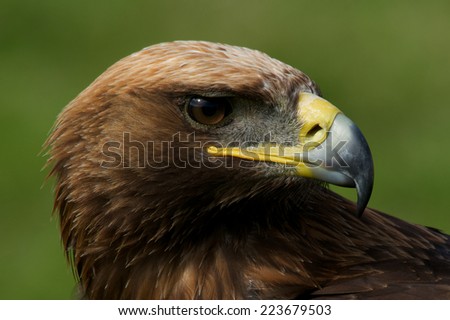 Close-up of turned head of golden eagle
