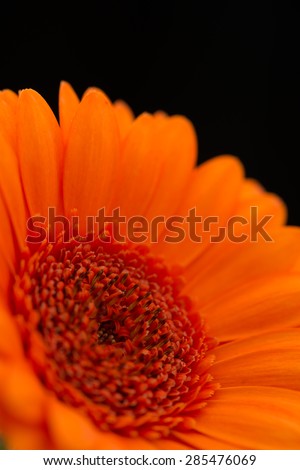 Close-up of the centre of an orange gerbera with the petals slightly out of focus against a black background