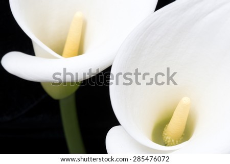 Close-up of two white arum or calla lilies, shot from above against a black background