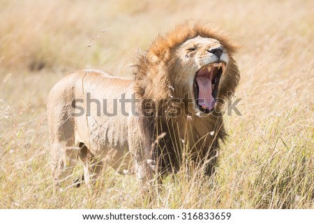 A male lion stands yawning with his eyes closed and mouth wide open, showing all his teeth. All around him is the long grass of the African savannah.