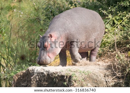 A hippopotamus with its eyes closed walks slowly on to a rocky outcrop among the bushes beside a lake. His skin is mostly grey with some pink around the head and belly.