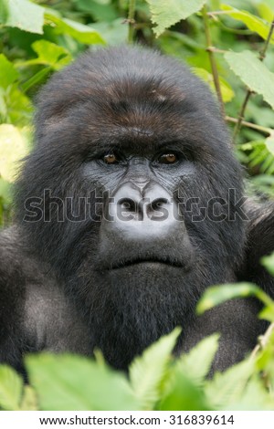 A male silverback gorilla looks into the distance. His head is surrounded by leaves and branches in the forest.