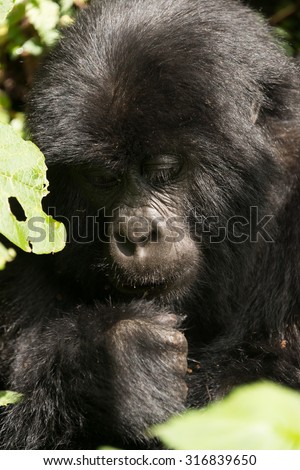 A baby gorilla in dappled sunshine looks down at its fist. It is sitting in the forest surrounded by leaves.