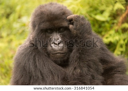 A gorilla in the forest of the Parc National des Volcans in Rwanda scratches his head with his eyes closed, as if it\'s trying tn to remember something. Behind the head of the gorilla are trees.