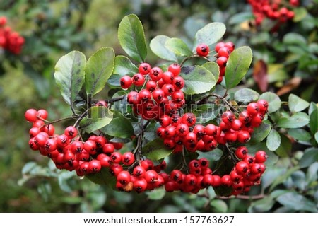 red berry of ornamental bush in garden