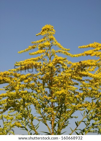yellow flower of golden rod plant