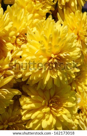 pretty golden flower of chrysanthemum plant