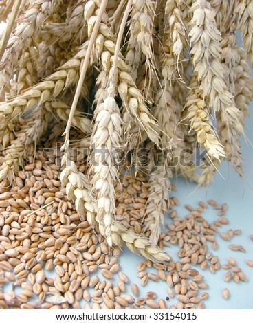 ears and seeds of wheat