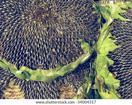 full-grown black sunflower seeds in a big round fructiferous