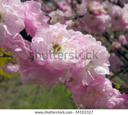 pink blooming decorative shrub in my garden