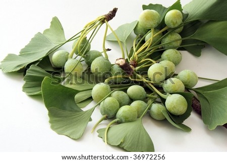 ginkgo fruits and leaves