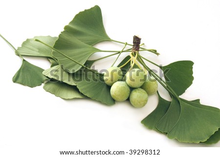 Twig Of Ginkgo Tree With Fruits Twig Of Ginkgo Tree With Fruits Stock Photo 39298312