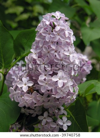 lila flowers of lilac in cluster