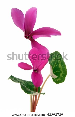 Purple Cyclamen