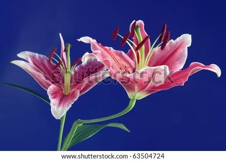 red and white lilies on blue background