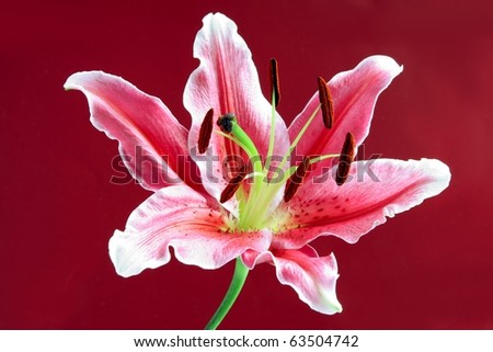 red and white lily on purple background