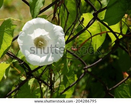 white flower of hedge bindweed creeper plant