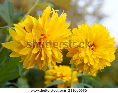 yellow round flower of Summer sun plant