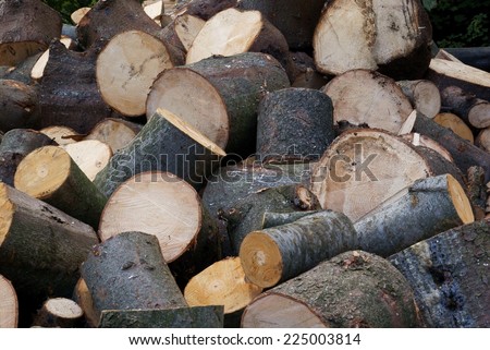 wood for fuel