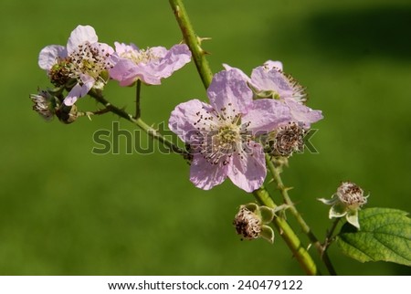 pink flower of blackberry bush