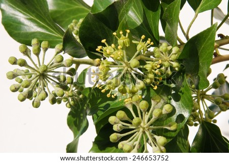 Hedera helix creeper plant with yellow flower