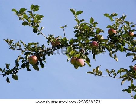 branch of apple tree and fruit