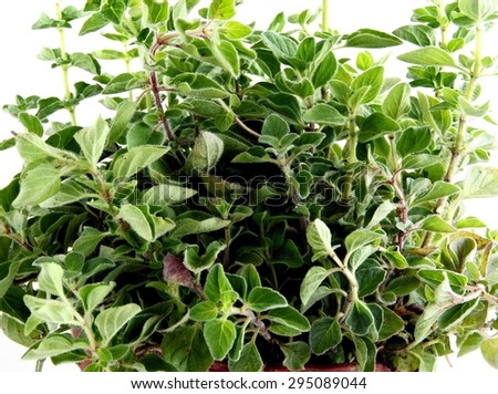oregano herbal plant