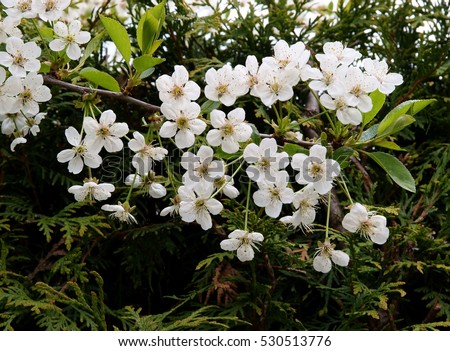 white flower of cherry tree