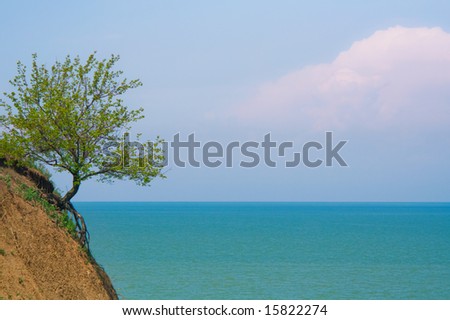 lonely tree on the cost of blue see