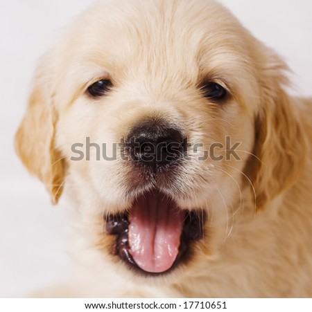 small retriever puppy with open mouth