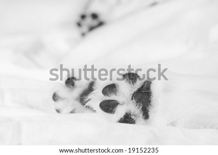 Small white retriever puppy paws on white background
