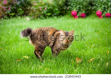 Small cat is running on green grass