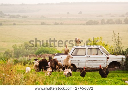 Old car with different animals in field