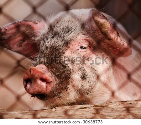 Big fat pig in the farm portrait