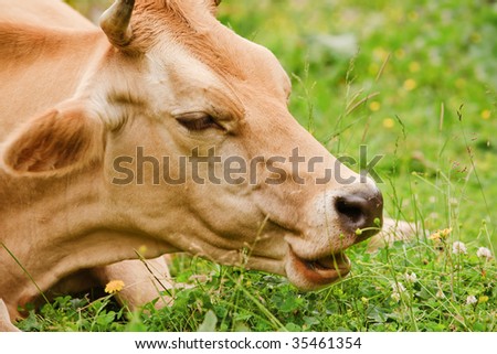 Cow with fair skin is eating grass