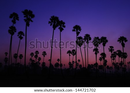 shadow palm